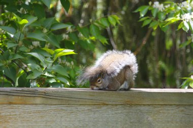 Doğu Gri Sincap (Sciurus carolinensis)
