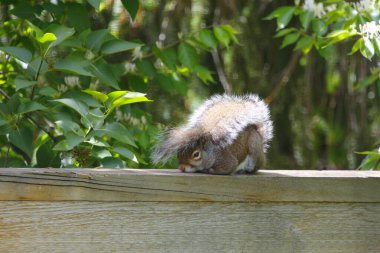 Doğu Gri Sincap (Sciurus carolinensis)