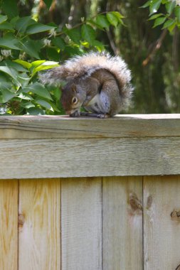 Doğu Gri Sincap (Sciurus carolinensis)