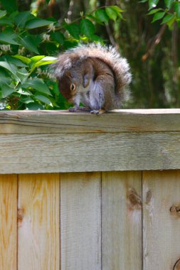 Doğu Gri Sincap (Sciurus carolinensis)