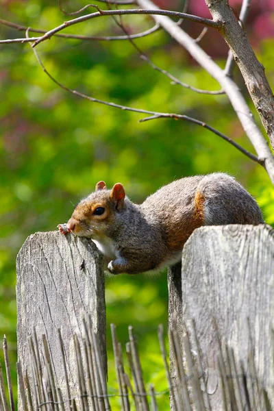 Oostelijke Grijze Eekhoorn Sciurus Carolinensis — Stockfoto