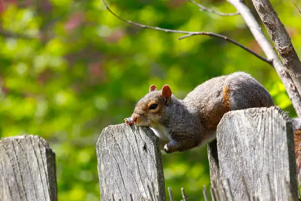 Keleti Szürke Mókus Sciurus Carolinensis — Stock Fotó