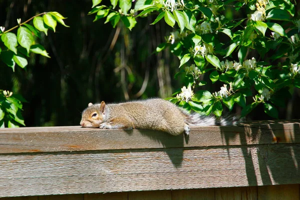 Keleti Szürke Mókus Sciurus Carolinensis — Stock Fotó