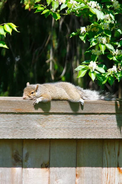 Keleti Szürke Mókus Sciurus Carolinensis — Stock Fotó