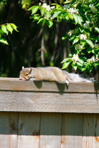 Ardilla Gris Oriental Sciurus Carolinensis —  Fotos de Stock