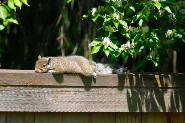 Esquilo Cinzento Oriental Sciurus Carolinensis — Fotografia de Stock