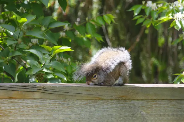 Esquilo Cinzento Oriental Sciurus Carolinensis — Fotografia de Stock