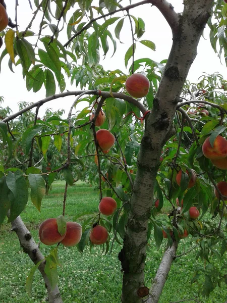 Tree Peaches Orchard — Stock Photo, Image