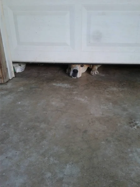 ガレージのドアの下の犬の目 — ストック写真