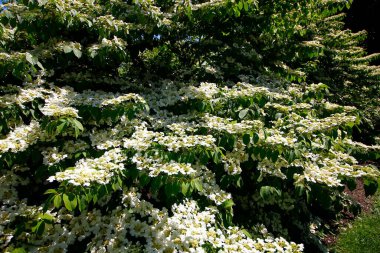 Bir botanik bahçesine açık hava görüntüsü