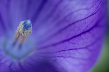 Balon Çiçekleri Bir Bahçede Açıldı