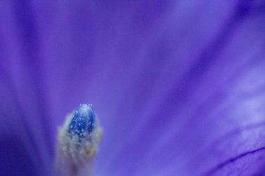 Balon Çiçekleri Bir Bahçede Açıldı