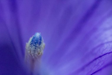 Balon Çiçekleri Bir Bahçede Açıldı