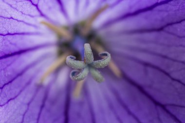 Balon Çiçekleri Bir Bahçede Açıldı