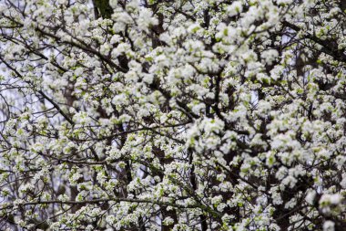Bradford Armut Ağacı Çiçekleri