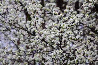 Bradford Armut Ağacı Çiçekleri