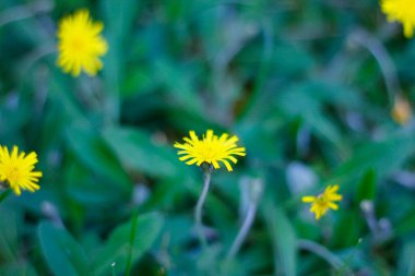 Kedi Kulağı Çiçekleri (Hypochaeris radicata)