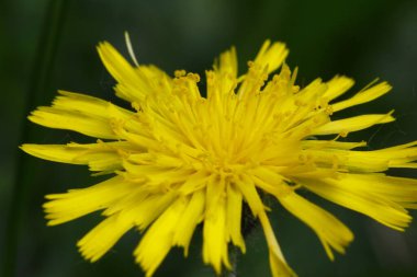 Kedi Kulağı Çiçekleri (Hypochaeris radicata)