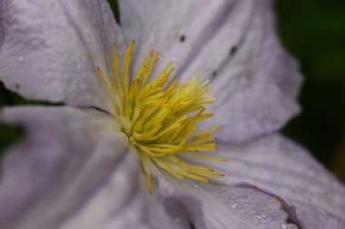Clematis çiçeklerinin manzarası