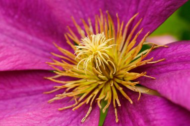 Clematis çiçeklerinin manzarası