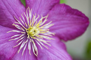 Clematis çiçeklerinin manzarası