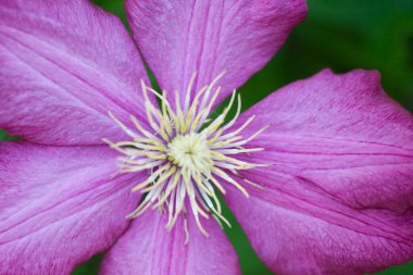 Clematis çiçeklerinin manzarası