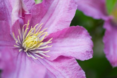 Clematis çiçeklerinin manzarası