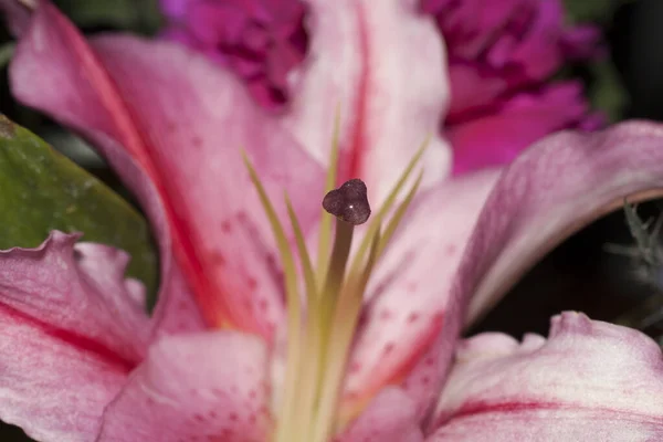 アジアのユリの花の眺め — ストック写真