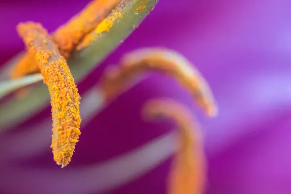 Asya Zambağı Çiçeklerinin Görüntüleri — Stok fotoğraf