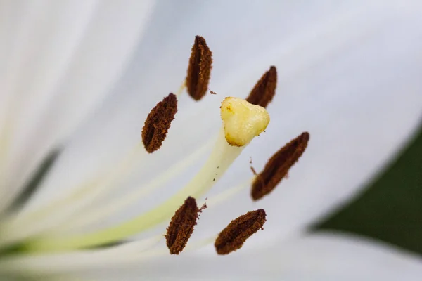 Цветы Азиатской Лилии — стоковое фото