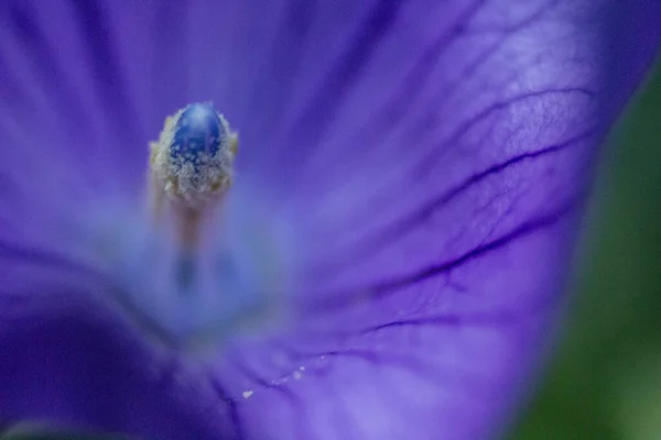 庭に開花したバルーン花 — ストック写真