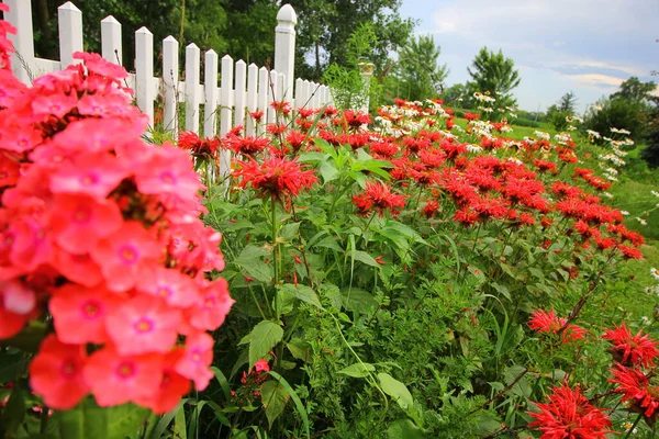 Group Bee Balm Flowers Garden — Stock Photo, Image