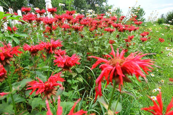 Group Bee Balm Flowers Garden — Stock Photo, Image