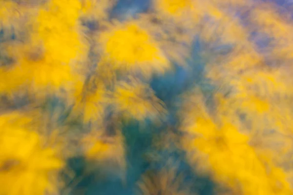 黒目のスーザンの花の眺め — ストック写真