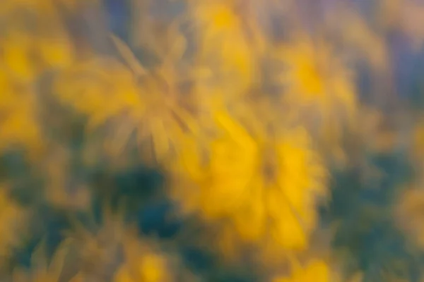 黒目のスーザンの花の眺め — ストック写真