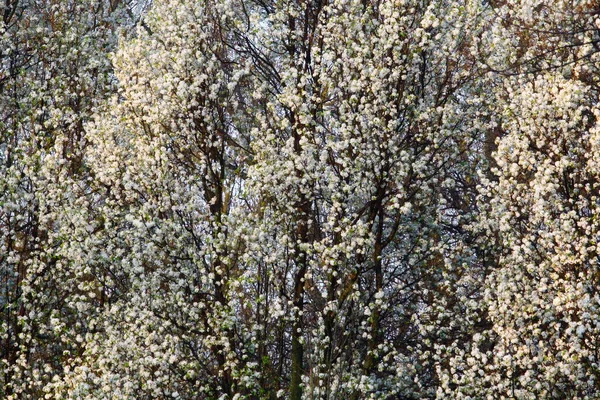 Flores Uma Árvore Pêra Bradford — Fotografia de Stock