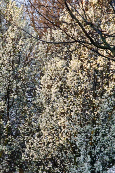 Flores Árbol Pera Bradford — Foto de Stock