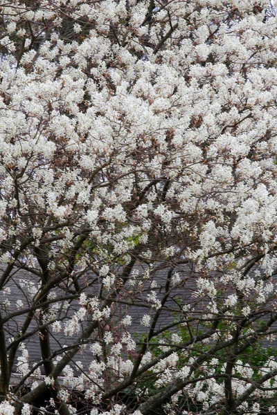 Flores Uma Árvore Pêra Bradford — Fotografia de Stock