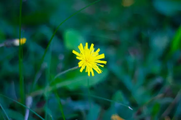 猫的耳朵花 Hypochaeris Radicata — 图库照片