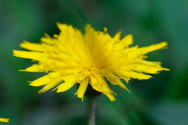 Macskafül Virágok Hypochaeris Radicata — Stock Fotó