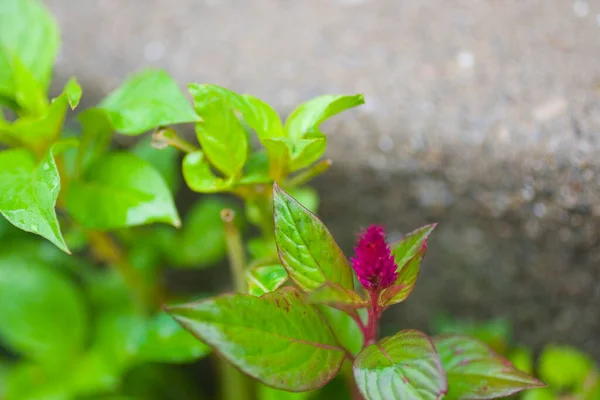 Veduta Dei Fiori Della Cilosia Selvatica — Foto Stock