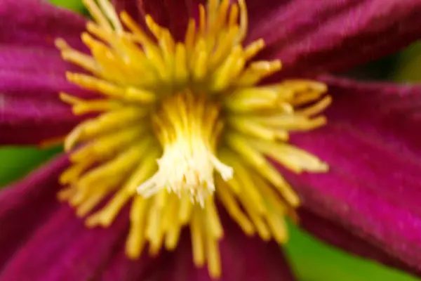 Vedute Dei Fiori Clematis — Foto Stock