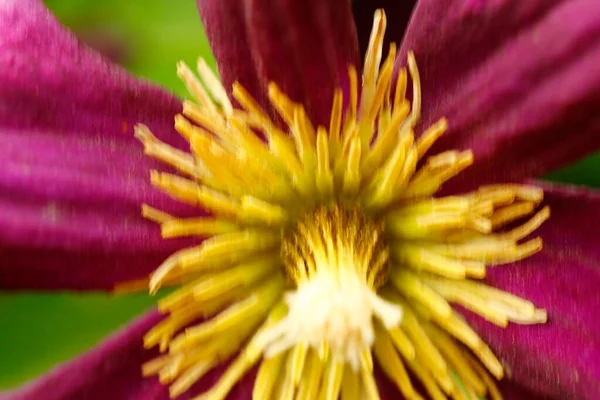 Clematis Çiçeklerinin Manzarası — Stok fotoğraf