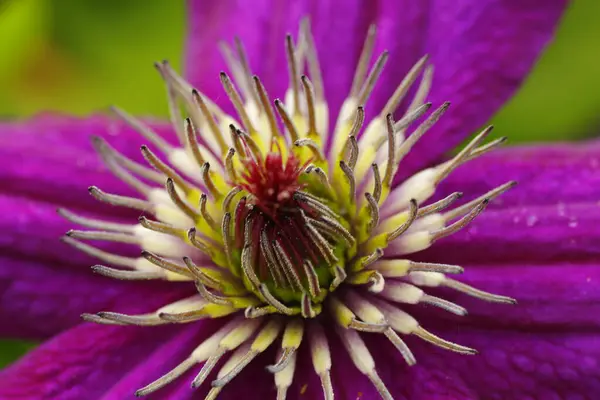 クレマチスの花の眺め — ストック写真