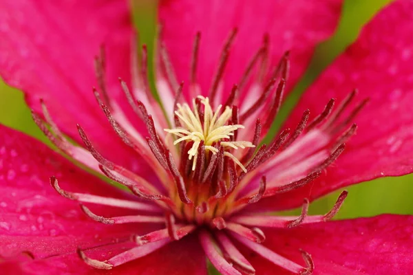 クレマチスの花の眺め — ストック写真