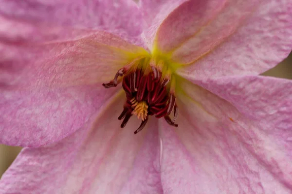 Clematis Çiçeklerinin Manzarası — Stok fotoğraf