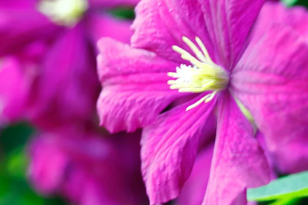 Vistas Flores Clematis — Fotografia de Stock