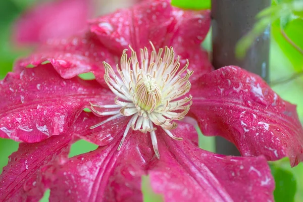 Widok Kwiaty Clematis — Zdjęcie stockowe