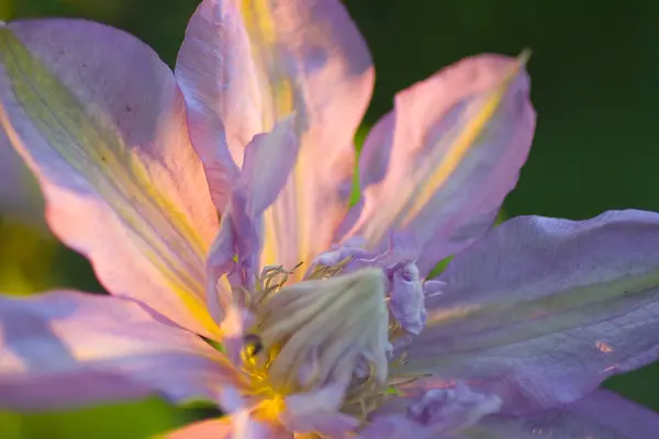 Виды Цветов Клематис — стоковое фото