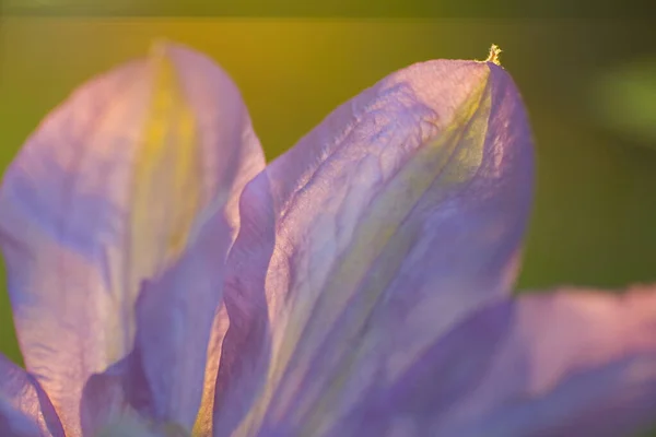 クレマチスの花の眺め — ストック写真